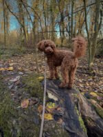 Smycz klasyczna Caramel Harmony - obrazek 2