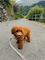 Smycz przepinana Sand Velvet - obrazek 3