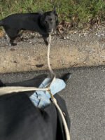 Smycz przepinana Beige Harmony - obrazek 3