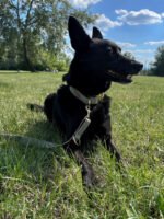 Smycz przepinana Sage Harmony - obrazek 3