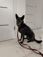 Obroża klasyczna Merlot Velvet - obrazek 5