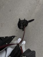 Smycz przepinana Merlot Velvet - obrazek 2