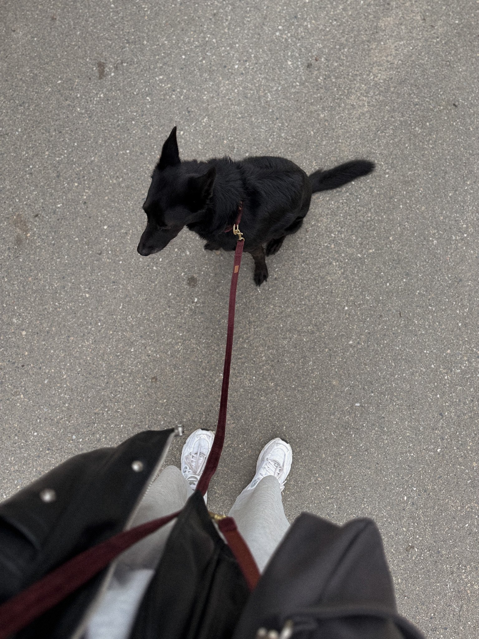 obroża klasyczna merlot