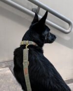 Smycz przepinana Sage Harmony - obrazek 2