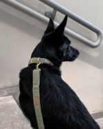 Obroża klasyczna Sage Harmony - obrazek 4