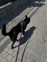 Smycz klasyczna Fig Velvet - obrazek 5