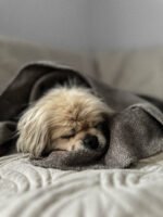 Koc szenilowy Stone - obrazek 3