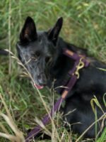 Smycz klasyczna Fig Velvet - obrazek 2