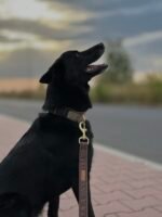 Smycz klasyczna Soft Cocoa - obrazek 4