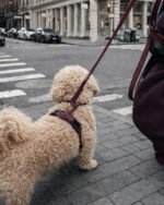 szelki comfort touch merlot