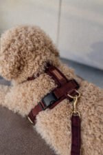 szelki comfort touch merlot