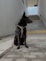 Szelki Comfort Touch Soft Cocoa - obrazek 5