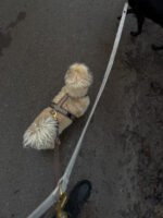 Szelki Comfort Touch Soft Cocoa - obrazek 3