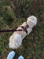 szelki comfort touch merlot