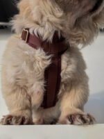 szelki comfort touch merlot