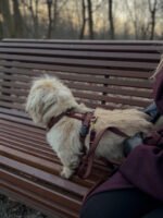 szelki comfort touch merlot